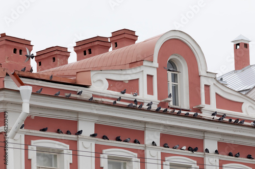 The roof of an old house with many pigeons, Saint Petersburg, Russia.