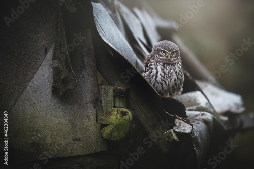 Little owl (Athene noctua) sitting on old roof. Dark background. Little owl portrait. Owl sitting on wooden.