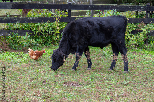 Cow and a chicken grazing for food in an open pasture area.