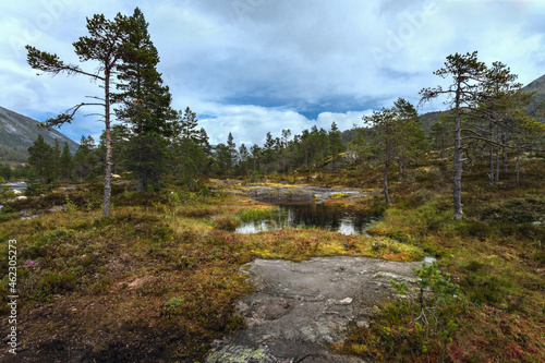 Norwegian post-glacial plateau (fjelds) in Lapland. Most Northern forest in Europe (further Arctic circle) boreal coniferous forests.