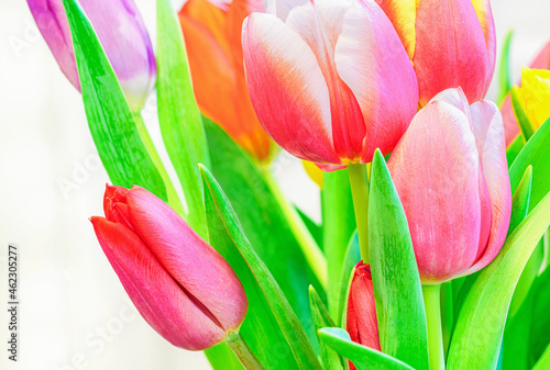 Mood boosting color bright happy tulip bouquet of multicolored flowers in bloom.  photo