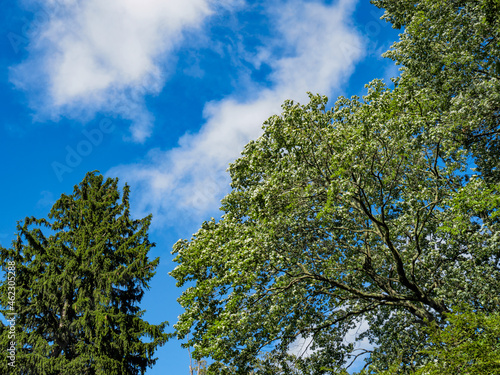 Fototapeta Naklejka Na Ścianę i Meble -  Norway spruce tree, Picea abies and Norway maple, Acer platanoides L., against a blue sky, symbols of strength, beauty. These trees grow along the east coast in the US and Canada and the midwest.