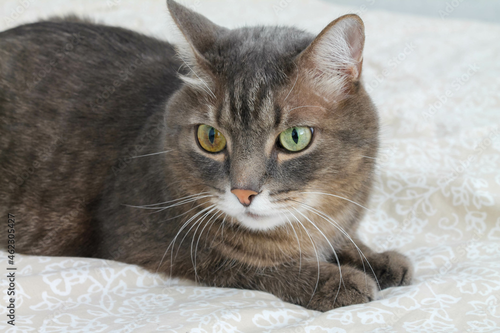 A gray cat with colorful eyes lies on the bed. 
