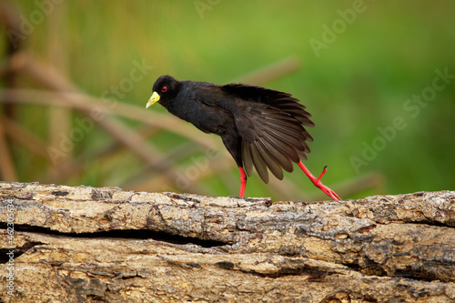 Black Crake - Amaurornis flavirostra waterbird in the rail and crake family Rallidae, breeds in most of sub-Saharan Africa except in very arid areas. Pair of black birds with yellow beak and red legs