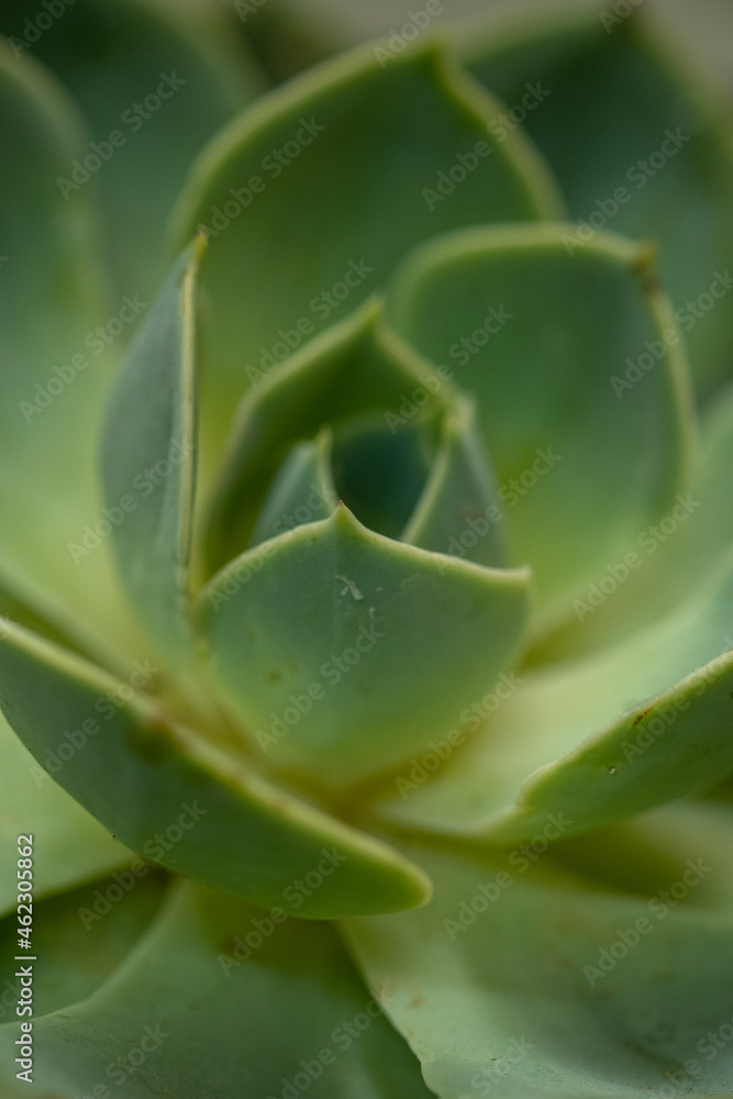 succulent flower echeveria elegans succulent flower echeveria elegans
