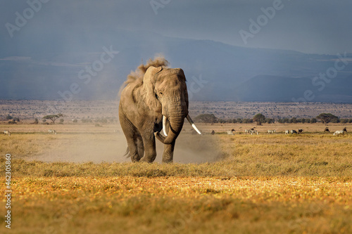 African Bush Elephant - Loxodonta africana lonely elephant walking in savannah of the Amboseli park under Kilimanjaro in the afternoon, dust bath, close up portrait photo