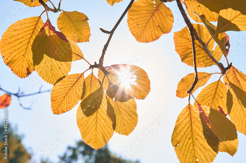 Autumn leaves on a branch with a sun star.