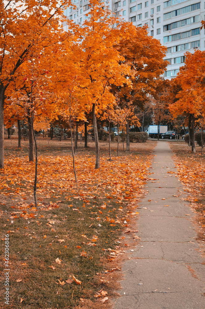 yellow trees and path in park fall season