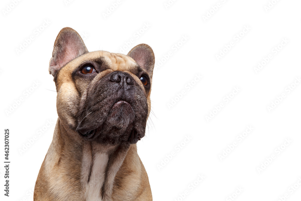 Formidable dog. French bulldog Studio shot isolated against white background