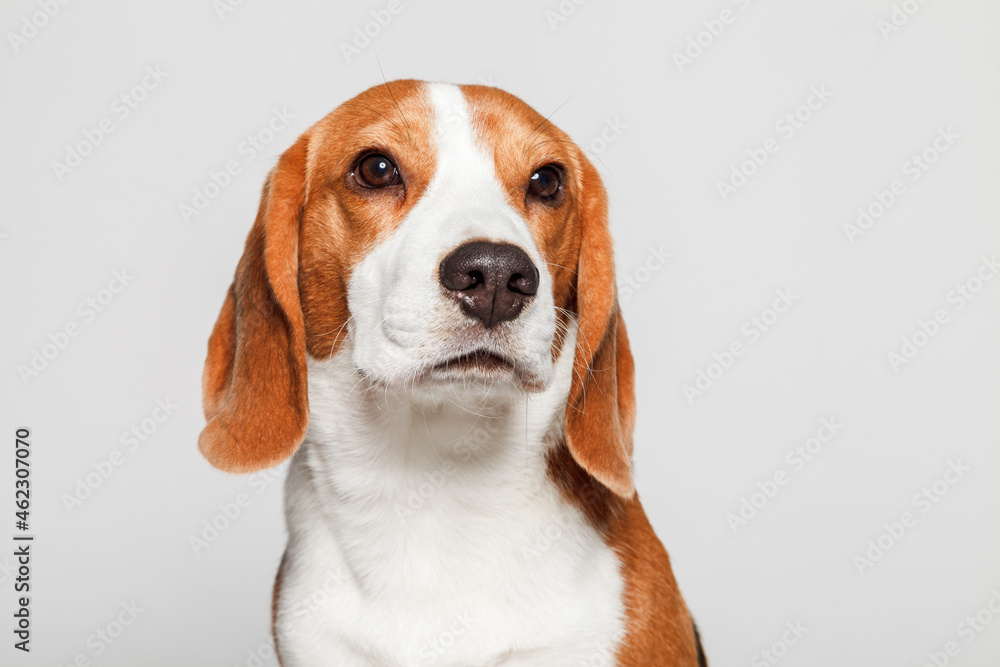 Beagle dog portrait close up isolated on light grey background
