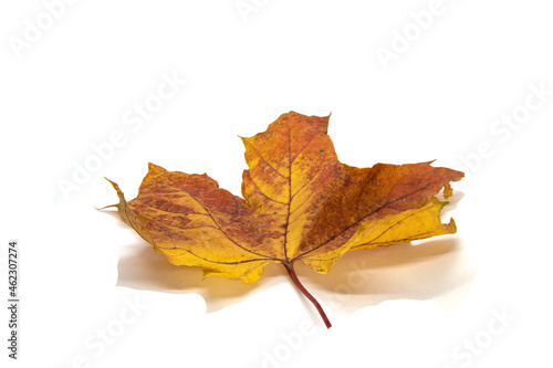 Autumn maple leaf on a white background