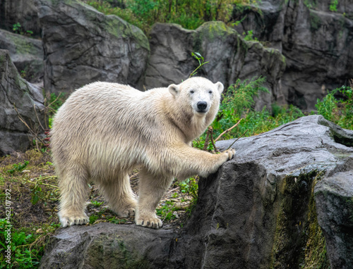 Canvas Print White polar bear on the background of rocks