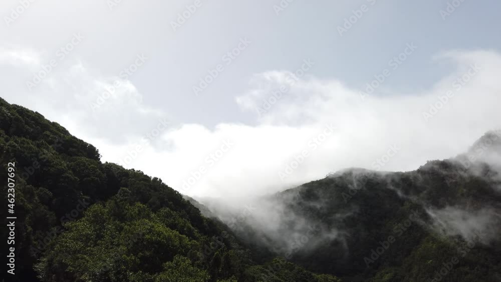 clouds moving over forest mountain landscape - trees in fog clouds moving over forest mountain landscape - trees in fog