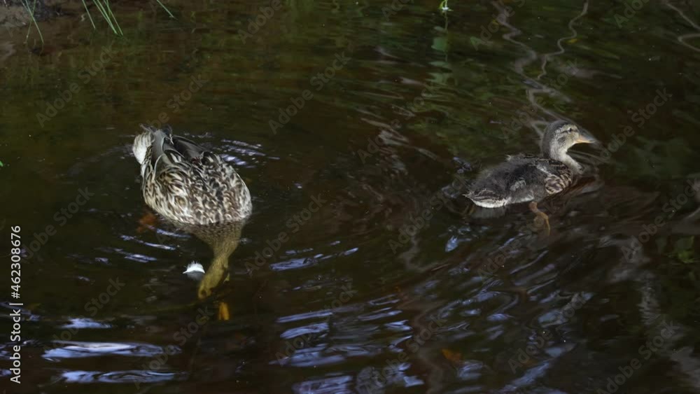 Duck teaches duckling to dive. City park with ducks. Duck teaches duckling to dive. City park with ducks.