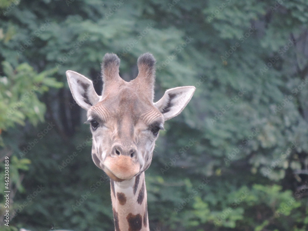 Fototapeta premium zoo