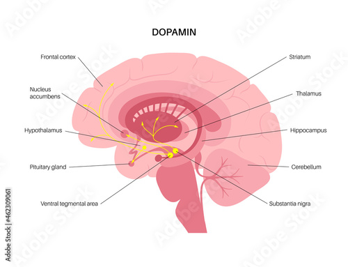 Dopamine pathway concept