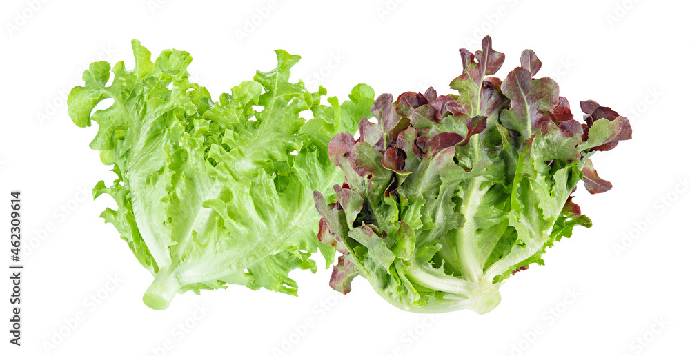 Fresh green red lettuce isolated on white background.
Fresh green red lettuce isolated on white background.