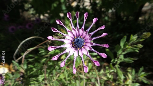flower in a garden