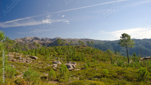 Paisagem de montanha com prado de vegeta    o e pequenos pinheiros e silhueta de montes ao fundo - c  u azul com nuvens esbatidas