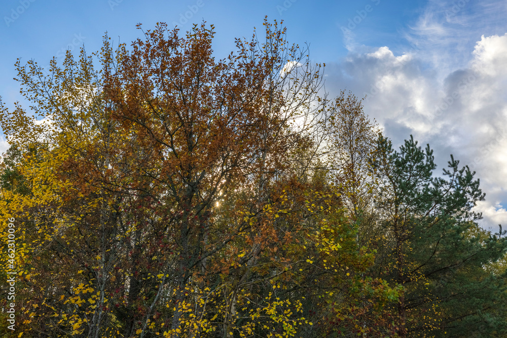Beautiful autumn colorful nature landscape view.  Green yellow trees and grass field on blue sky background. Sweden.