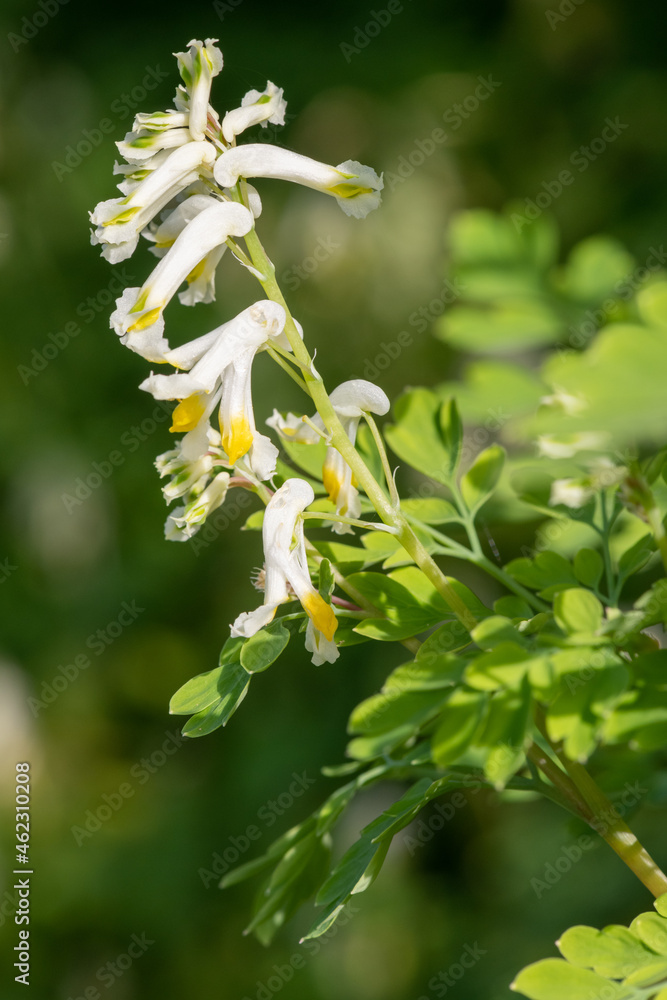 Close up of pale corydalis (pseudofumaria alba) flowers in bloom Close up of pale corydalis (pseudofumaria alba) flowers in bloom