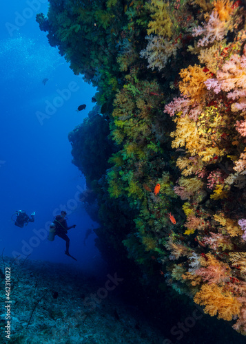 Fototapeta Naklejka Na Ścianę i Meble -  Soft coral garden in Maldives with divers in the backround