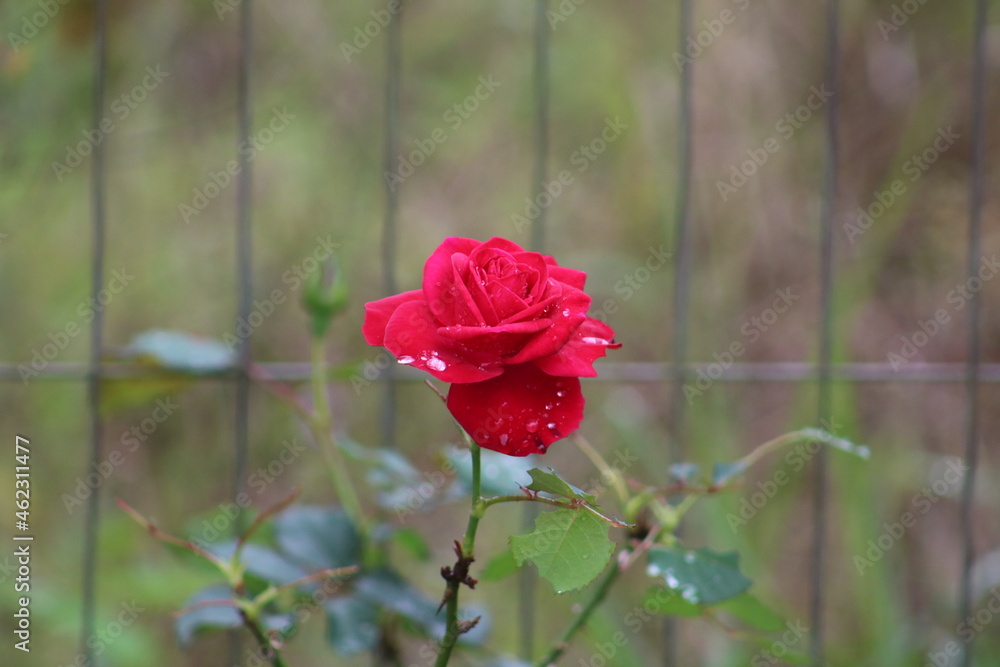 Obraz premium single red rose