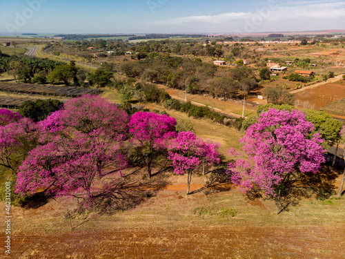 Aerial view of a beautiful Flowering pink ipe tree
