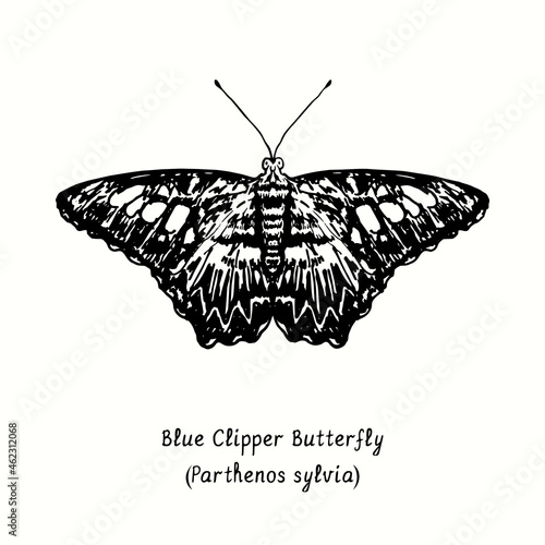 Blue Clipper butterfly (Parthenos sylvia) front view. Ink black and white doodle drawing in woodcut style.