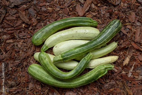 White and green zucchini of various shapes. Fancy shaped vegetables. Healthy food. Ecological vegetable growing. photo