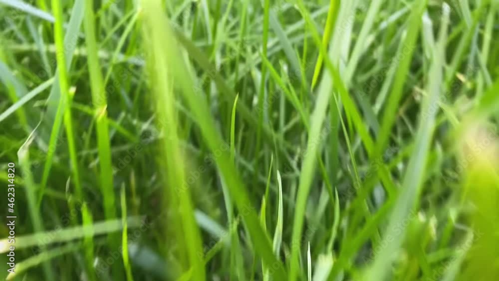 Camera flight over green grass: close-up, slow motion. Texture of green grass on the lawn. Low angle shot. Camera flight over green grass: close-up, slow motion. Texture of green grass on the lawn. Low angle shot.