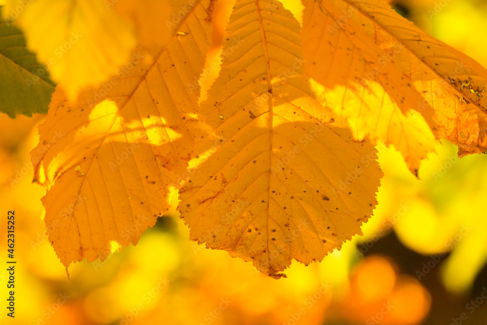 yellow chestnut leaves in the fall
