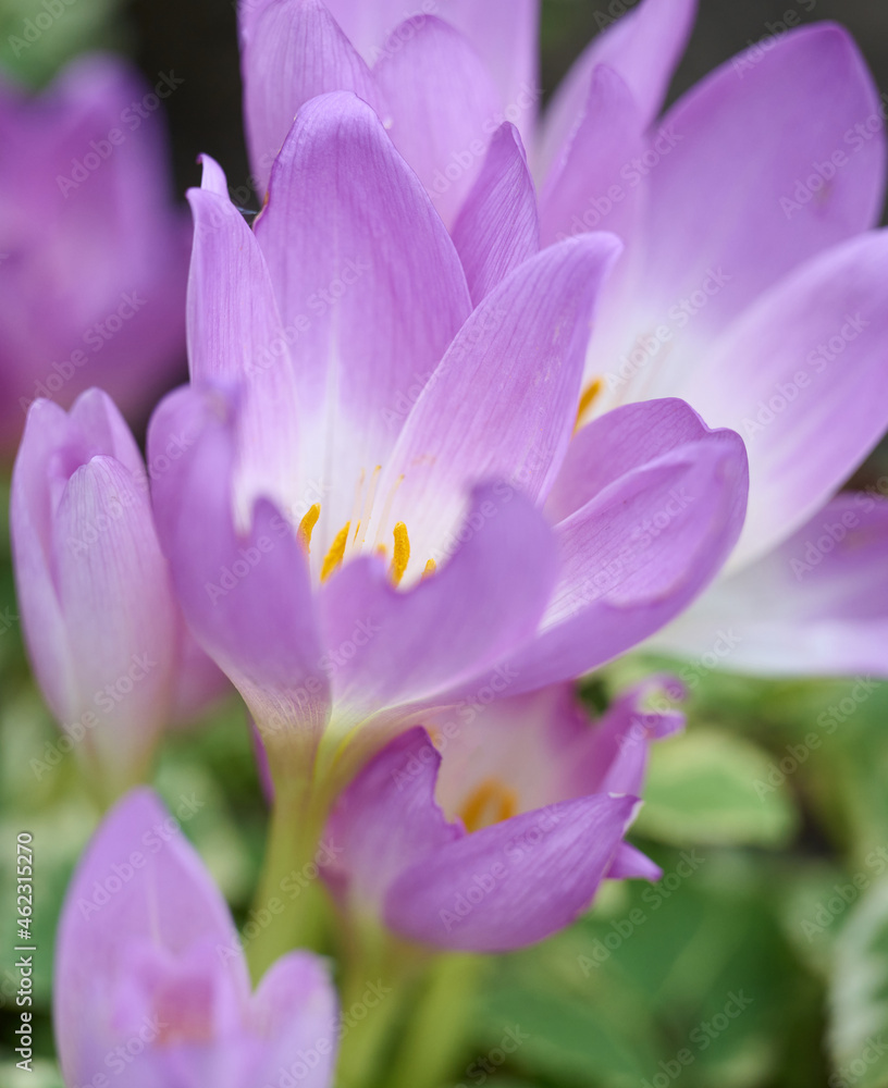 growing blooming crocuses in the garden on a summer day growing blooming crocuses in the garden on a summer day