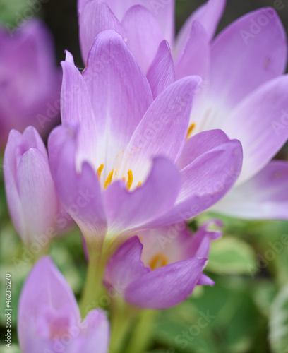growing blooming crocuses in the garden on a summer day