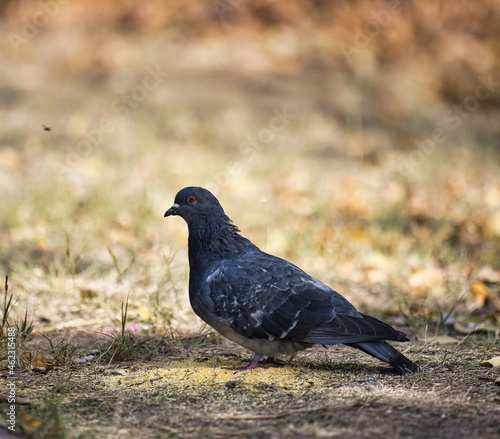 black pigeon sits on the ground near a pile of millet