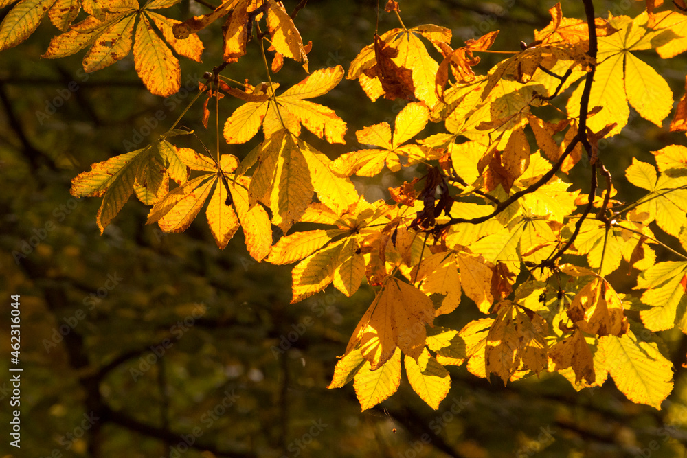Fototapeta premium yellow chestnut leaves in the fall