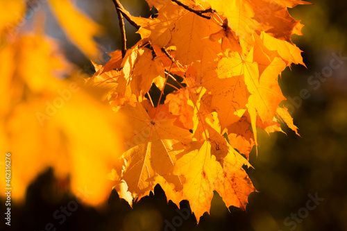 yellow-red maple leaves in the autumn photo