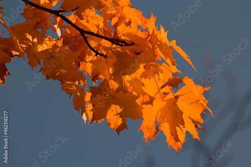 yellow-red maple leaves in the autumn