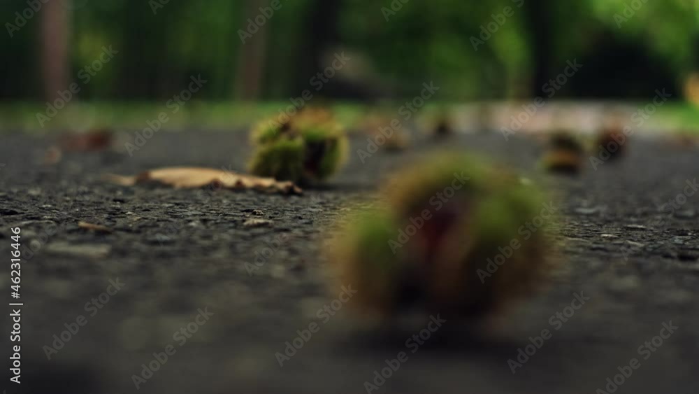 Fresh Ripe Sweet Edible Chestnuts in in Green Spiky Shells Lying on Park Alley Pavement Fresh Ripe Sweet Edible Chestnuts in in Green Spiky Shells Lying on Park Alley Pavement