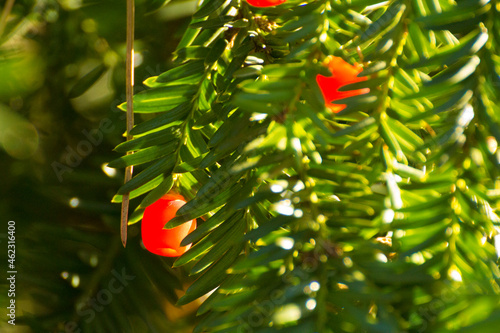 red fruits of pacific yew among green leaves