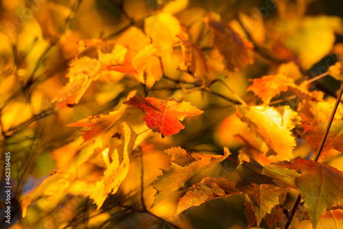autumn colored leaves on blurry background