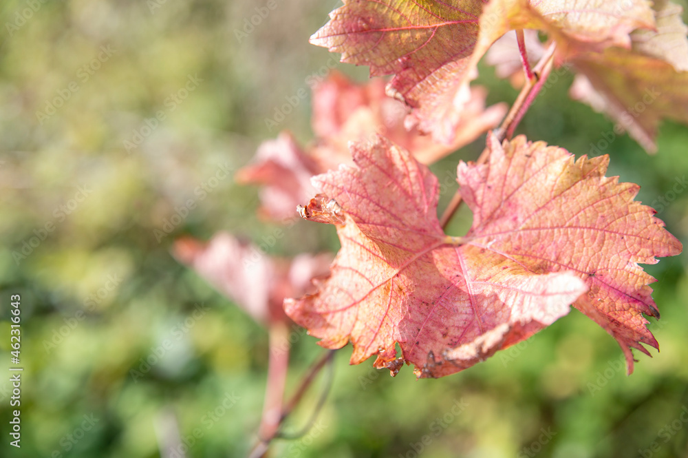 Detail of grape leaf, changing colors to pink, yellow and red during autumn. Detail of grape leaf, changing colors to pink, yellow and red during autumn.