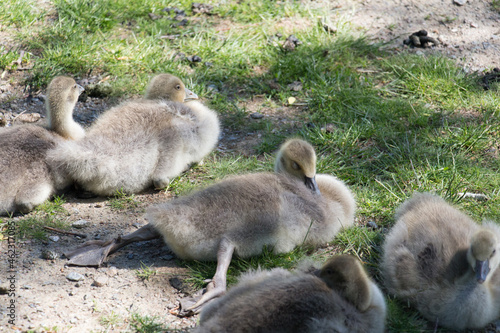 Goslings sleeping on a green grass in a sunny day. © daisy_y