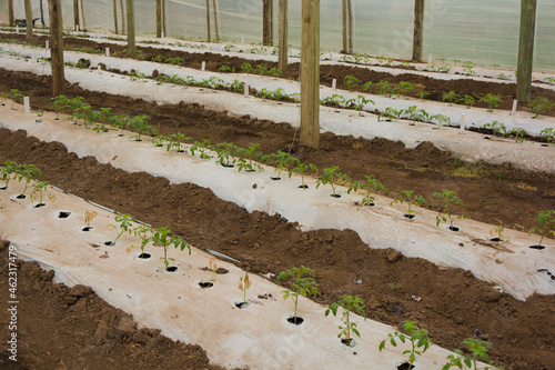 cultivo de plantines de tomate en invernadero 