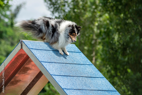 Fotografía berger des shetland en agility