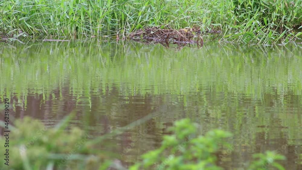 grass in the pond grass in the pond