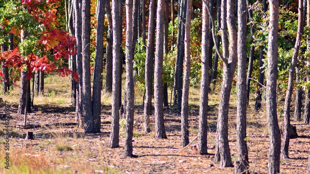 Fototapeta premium Beautiful autumn forest landscape Orange foliage and trees in the forest. 