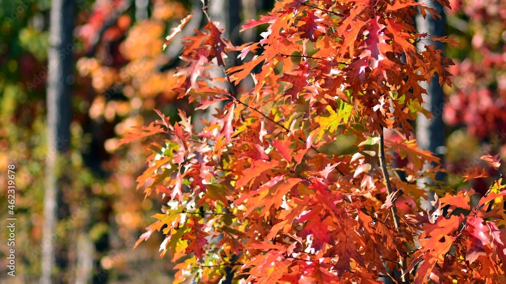 Beautiful autumn forest landscape Orange foliage and trees in the forest. Beautiful autumn forest landscape Orange foliage and trees in the forest.