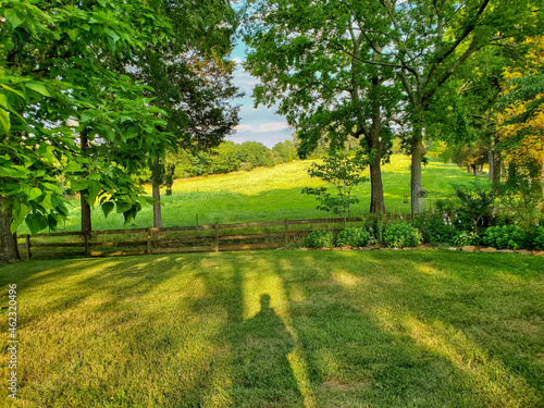 Trees in green field on warm sunny day