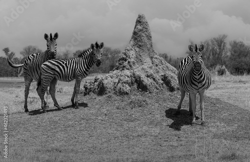 African Plains Zebras beside a Termite Mound Looking at Camera